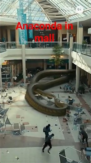 Huge Snake Appears in Open-Air Mall! #anaconda #wildlifeentertainment #snakeattack