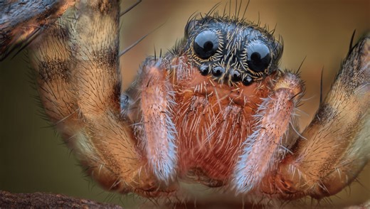 If You Say “Boo” To A Spider, Does It Jump? A Viral Video Suggests, Yes – Here’s Why