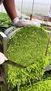 Fresh green stalks lined up | Lovely Hairstyles