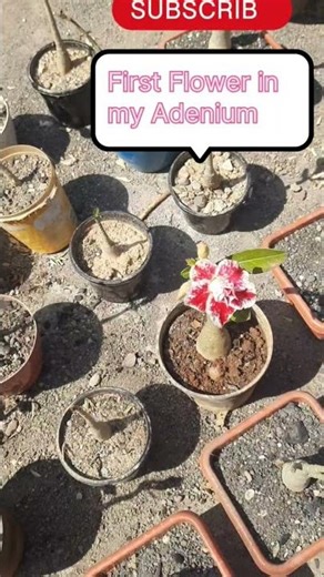 For a beginner's first Adenium (Desert Rose) flower