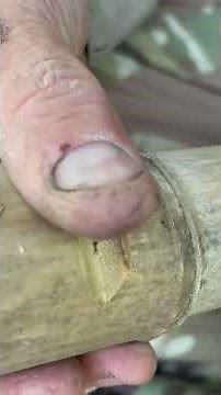 Bamboo friction fire