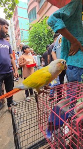64K views · 1.2K reactions | Sun _Check Conure _bird. #parrots #reels #birds #viral #পাখি | Exotic Pets Aviary | Facebook