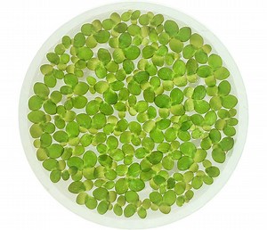 Giant Duckweed, Spirodela Polyrhiza, Live Aquarium/aquatic/floating/pond Plant - Etsy