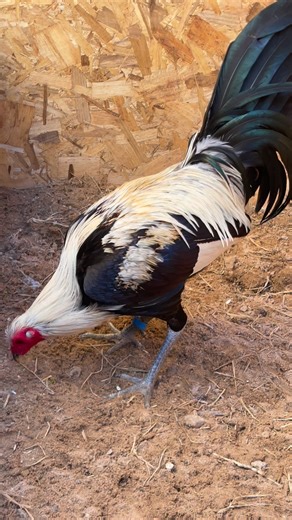 Hola amigos aun hay numeritos disponibles para Rif@ del trio donde incluye este semental regular grey acompañado de 2 pollas ya con envio en todo mexico #s disponibles 1,3,4,5,7,13,16,18,20,25,26,29,30,33,37,38,39,40,41,43,48,49 ,52,53,56,58 | Spring Valley Farm