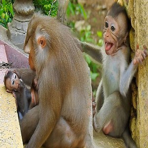 Because of Love....Angrily tiny baby Emily cries very loudly when monkey Ally left her, not hug her | Monkeys TV