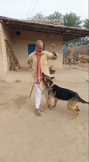 German Shepherd & Old Man 😂🐕