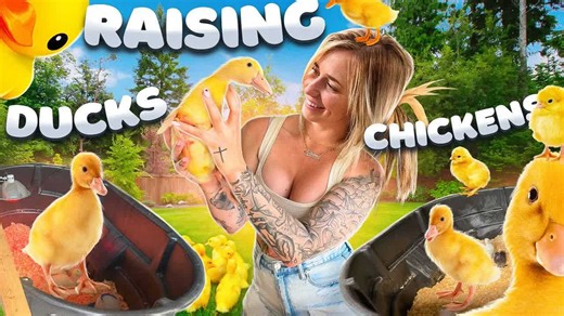 Ducklings and chicks together - the moment they mixed