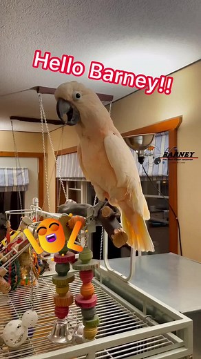 Hello Barney! Hello Barney! 🤣🧡 #westcoastbarney #hello #barney #hi #hellobarney #cute #adorable #loveable #happy #handsome #studmuffin #barneythewestcoastcockatoo #moluccan #cockatoo #parrot #cool #funny #guy