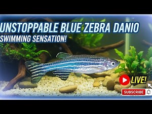 You Wont Believe 😱How fast these Blue Zebra Danios Swim