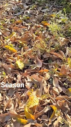 season video Editing #viral #minivlog #shortvideo #trending #funny #edit #farming #shorts