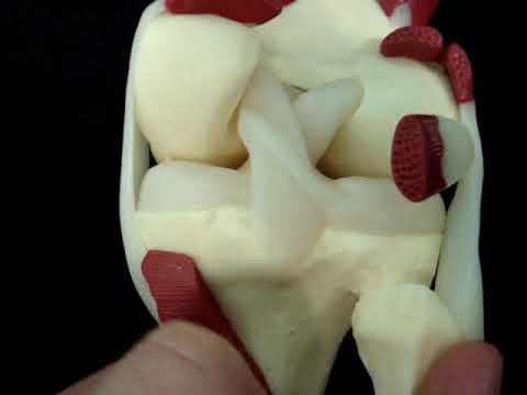 Basic Knee Anatomy Video