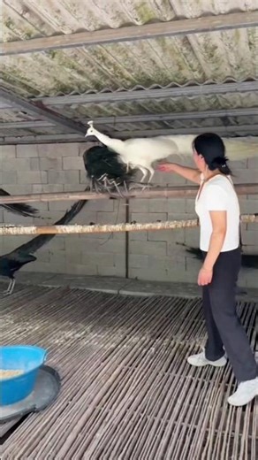 Gorgious White Pavo real #peacock #pavoreal #peafowl