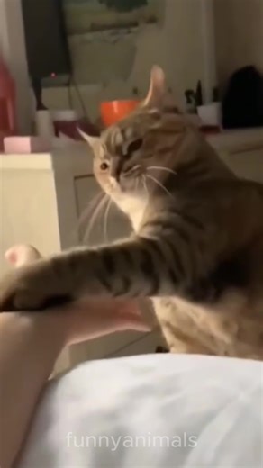 Funny Animals High Five Moments