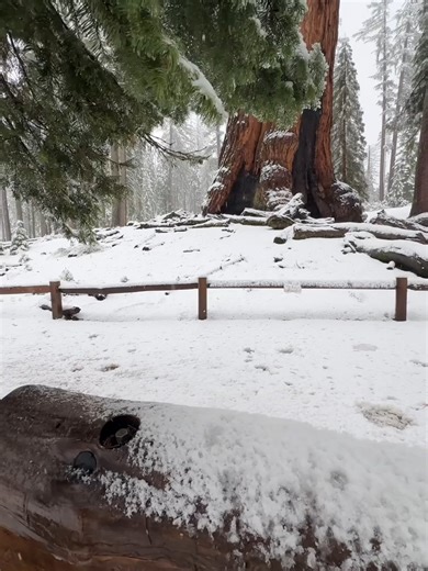 Winter in the Mariposa Grove shows Yosemite’s giant sequoias in a way you only see this season. Some views are worth catching in person. Video by IGuser @ando2chill. #yosemite #yosemitenation #yosemitenationalpark #roadtrip #california #nationalpark