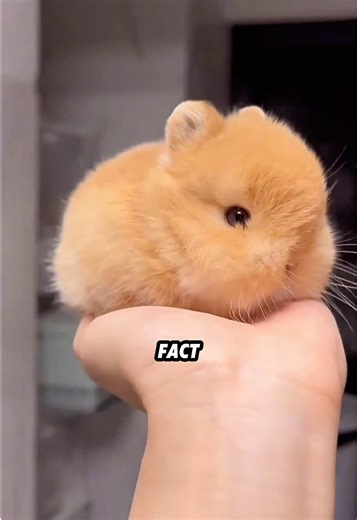 Lop Rabbits Don't Know Their Ears Are Wrong! 🐰👂#animals #funny #foryou #fyp #rabbit