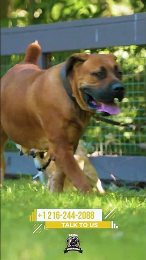He Thinks He’s 20 Feet Tall #boerboels #bigdogs #protectiondogs