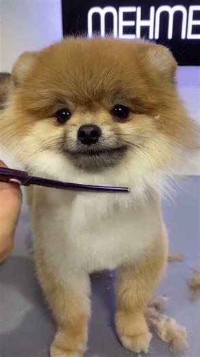 Get Ready With My Dog For Party ￼🐩