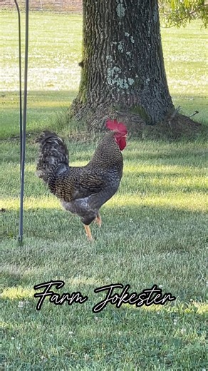 Vanessa please come get your rooster! Tag a Vanessa! OA: @borariechorar #vanessa #nessa #vanesa #rooster #chickens #chickensofinstagram #comedy #geese #funnyanimals #featheryfinetime #motherclucker #farmjokester #nameyellingchicken | Michael Salerno