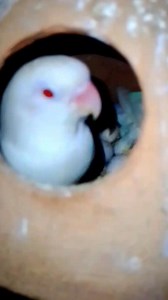 Albino red Eye's . #pet #pets #parakeets #parakeet #bird #birds #parrot #parrots #virałreels #petbirds #budgie #petparrot #ParrotCare #exhibition #nestingbox #budgerigar #finch #fisher #cockatiel #corn #lovebird #smbirdsinformation #lovebirds #birds #breeder #viral_reels_50k #pets_of_instagram #petlove #BirdsCare | SM BIRDS INFORMATION
