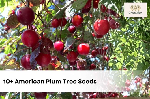 10+ American Plum Tree Seeds | Prunus Americana | Native Wild Plum | Ornamental Flowering Tree Seeds - Etsy