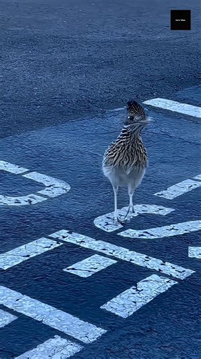 Roadrunner – Desert Ka Speed King 👑 #shorts #wildlife