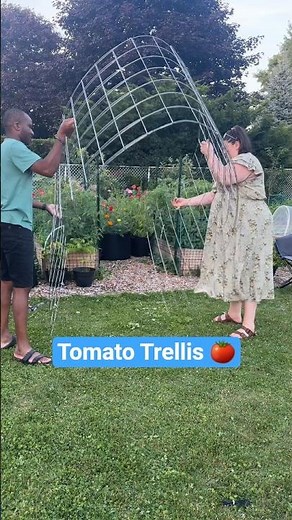 How we built a tomato cattle panel trellis