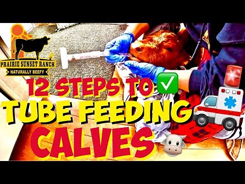 how to TUBE FEED a CALF ~ [12 STEPS to follow when tubing a CALF in an EMERGENCY] 🚑🐮