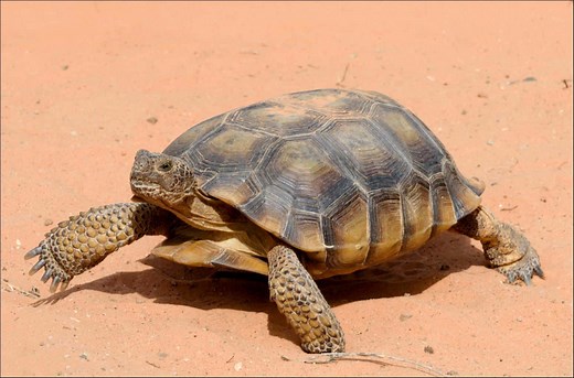 Desert Tortoises' Unique Adaptations to Harsh Desert Environments
