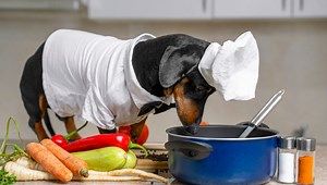 Instant Pot Dog Food Recipes You Can Easily Try At Home – Top Dog Tips
