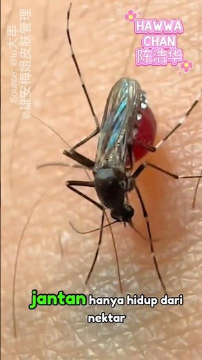 Kenapa Nyamuk Menghisap Darah Manusia? Fakta Mengejutkan dalam 20 Detik!"