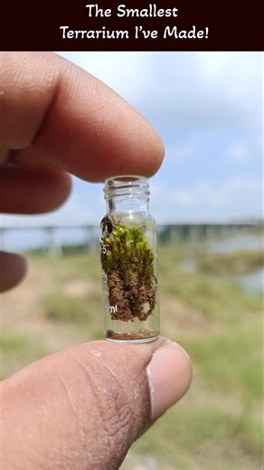 The smallest moss terrarium I have made #shorts