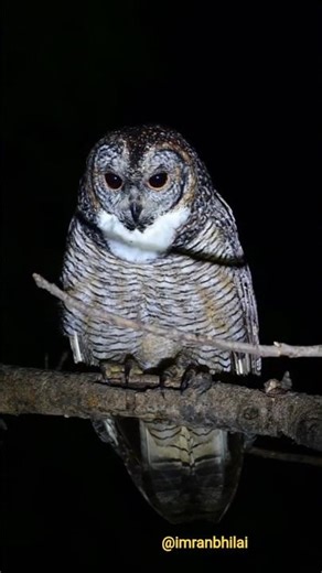 Mottled Wood Owl Call 🔊 | Rare Night Sound of Indian Forest Owl 🦉 #shorts