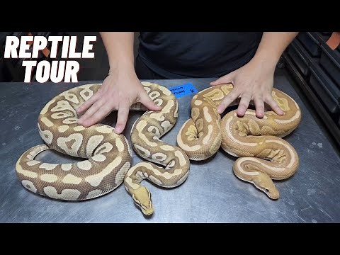 Reptile TOUR | $300,000 of ball pythons | Monarch | Ultramel | Desert Ghost | Sunset - VLOG 3