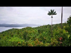 🎧 Sounds Of The Jungle - Paradise Birds Of Raja Ampat - West Papua, Indonesia