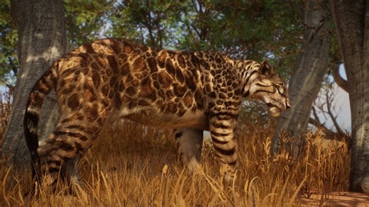隐匿剑齿虎Machairodus aphanistus
