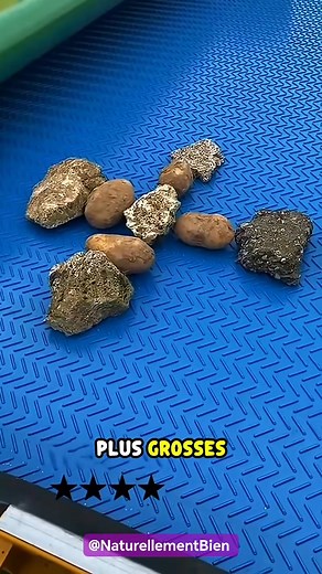 🥔💡 Cette machine ultra-intelligente trie les patates en un clin d’œil ! Grâce à la technologie de vision avancée, elle distingue la taille, la couleur et même la qualité de chaque pomme de terre. Un vrai bijou d’ingénierie qui rend l’agriculture plus rapide et plus efficace 🚜✨ #innovation #technologie #agriculture #usine #fyp #pourtoi | Naturellement Bien