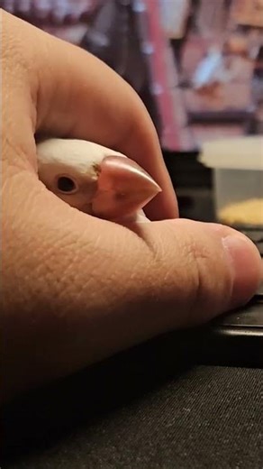 java finch wants its hand cave