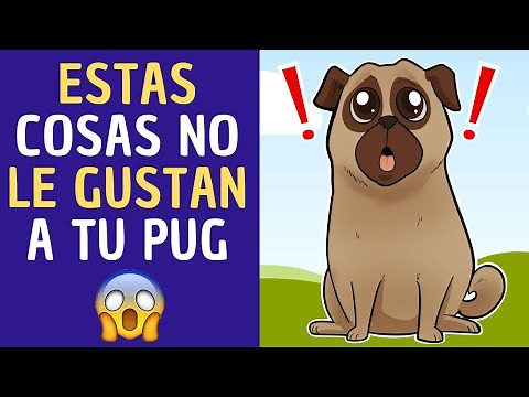 SEIS cosas que NO LE GUSTAN a tu PUG💖✅💥