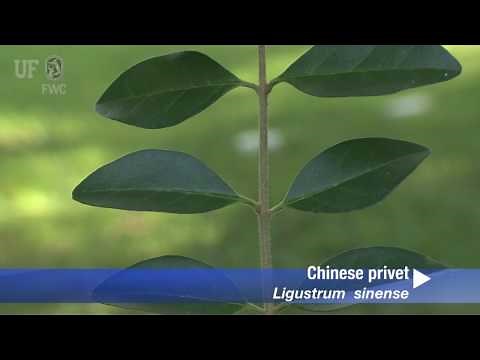 Chinese privet (Ligustrum sinense)