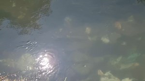 #MAAWAS the only clean stream we can see nowadays flowing from the peaks of Zabarwan hills along Newtheed Harwan Srinagar j&k ..Water is crystal clear as can be seen in vedio but unfortunate part is when locals throw their wastage & thrash into the stream & pollute this gifted water canal .. Requesting locals not to pollute this beautiful waterbody use dustbins and SMC services. | The Bol Kashmir