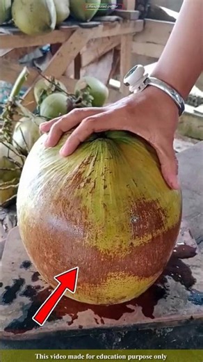 There was more water inside the coconut than expected |#shortvideo