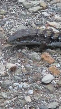 Western Alligator Lizard on the Path in Thousand Oaks