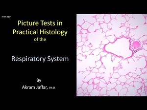 Picture tests in histology of the respiratory system + Anki flashcards
