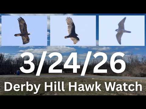 [24] Five Golden Eagles, 650+ Turkey Vultures, Falcon Trifecta at the Derby Hill Hawk Watch, 3/24/26