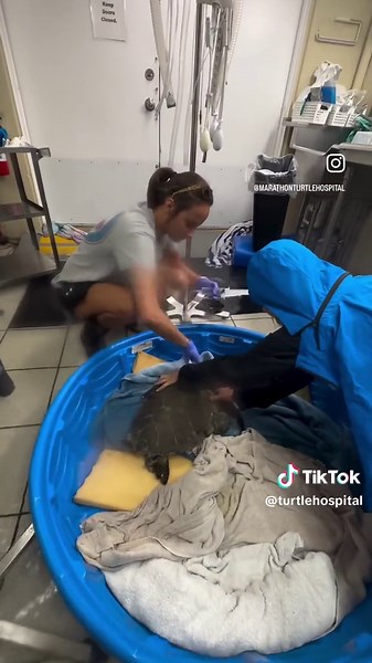 This morning brought heavy wind and almost 10 inches of rain to the Florida Keys! The Turtle Hospital got over 5 inches of rain inside of the hospital, some of the turtle tanks were washed out and undermined from the rushing water and the shade cloth outside of the turtle enclosure ripped to shreds. The incredible team at The Turtle Hospital worked together and kept the turtles and medical equipment safe. Educational programs were cancelled for most of the day until conditions could be made safe