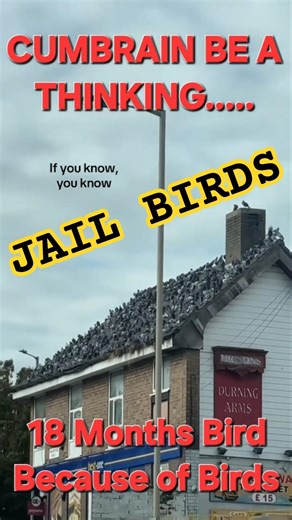 Stool Pigeons #funny #foryou #shortsfeed