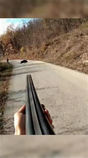 Wild Boars Crossing the Road One Dropped in Three Shots#hunthowdown #wildlife #wildboar #wildpig