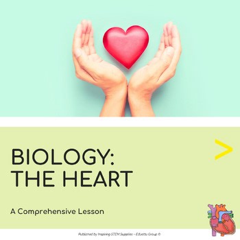 The Heart Workbook & Activities | The Circulatory System & Human Anatomy Lesson