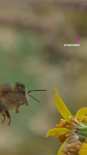 Honey bee in flight in slow motion. #bee #wildlife #macro #slowmotion #nature #cutebee #busybee
