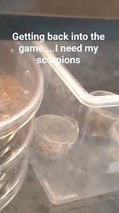 back into keeping scorpions #scorpion #pets #arachnids #exoticpets #scorpions #animals #snake #cool